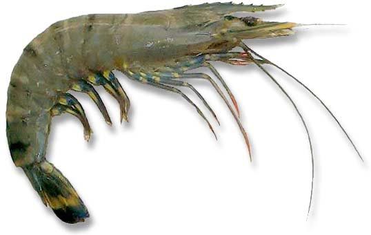 Sea Water Black Tiger Shrimp