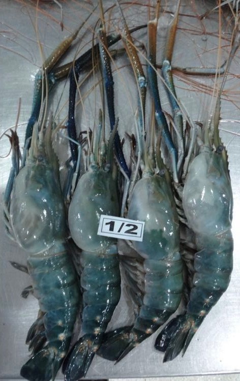 Fresh Water King Prawn Macrobraciaum Rosenburgii