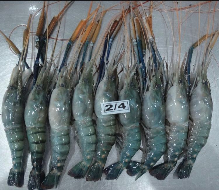 Fresh Water Prawn Macrobraciaum Rosenburgii